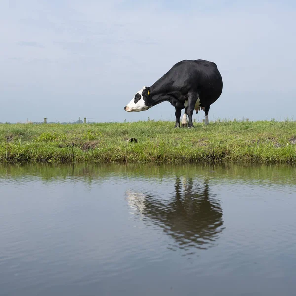 Zwarte koe in groene weide weerspiegeld in water van het kanaal onder blauw — Stockfoto