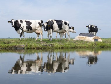 siyah inekler ve yeşil çayır tekne kanal suyuna yansıyan 