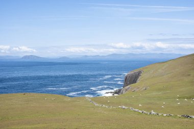 beara kıyılarında batı İrlanda'da Dursey adasında koyun