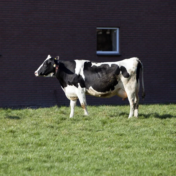 オランダ近郊のオランダの牧草地の黒と白の牛 — ストック写真