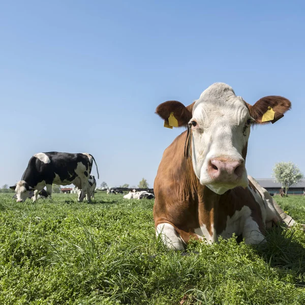 Vacas manchadas en prado verde bajo el cielo azul cerca de utrecht en el — Foto de Stock