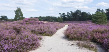 Hollanda'da Utrecht yakınlarındaki fundalık manzara ile kumlu yol