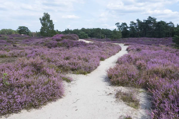 Sendero arenoso a través del paisaje brezo cerca de utrecht en Holanda Fotos de stock libres de derechos