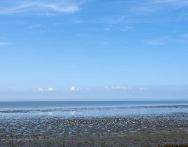 düşük gelgit kuzeyinde waddenzee üzerinde kuşların çok attracks