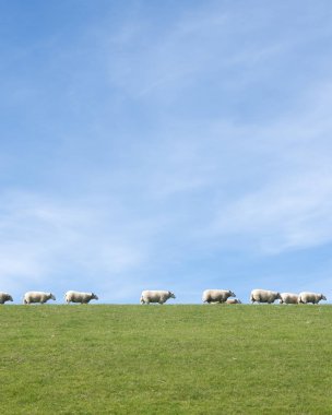 f Hollanda ilinde çimenli dyke mavi gökyüzü altında beyaz koyun