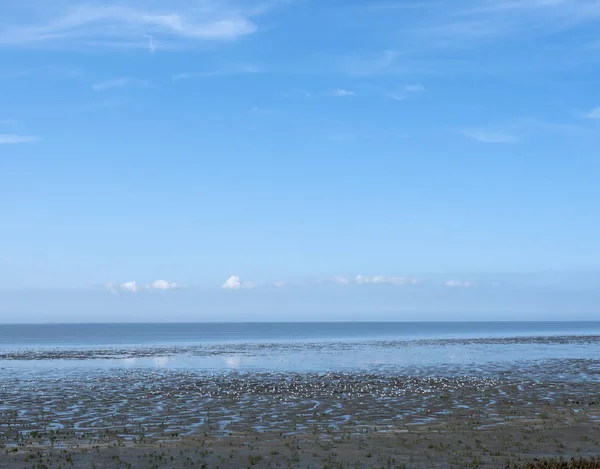 Maré baixa atrai muitas aves no waddenzee no norte de — Fotografia de Stock