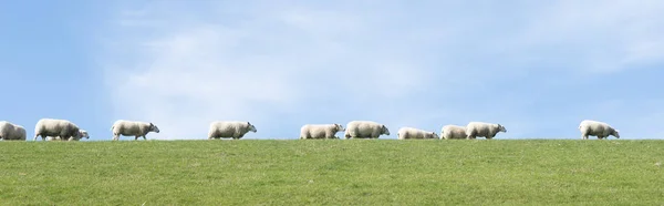 F의 네덜란드 지방에서 잔디 제방에 푸른 하늘 아래 흰색 양 — 스톡 사진
