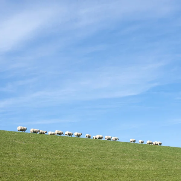 F의 네덜란드 지방에서 잔디 제방에 푸른 하늘 아래 흰색 양 — 스톡 사진