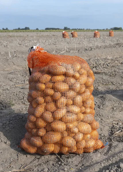 Sacos de batatas no campo seco no verão perto de harlingen em holandês — Fotografia de Stock