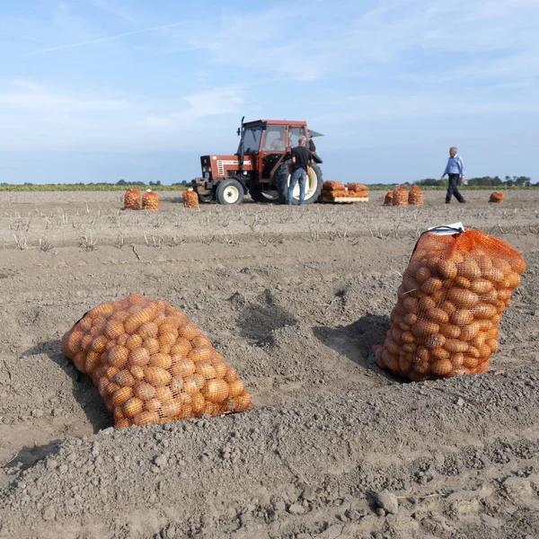 Aardappelen in netten op veld tijdens de oogst in de late zomer bij dok — Stockfoto