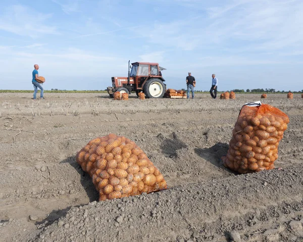 Aardappelen in netten op veld tijdens de oogst in de late zomer bij dok — Stockfoto