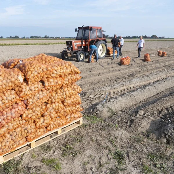 Картофель в сетях на поле во время сбора урожая в конце лета возле дока — стоковое фото