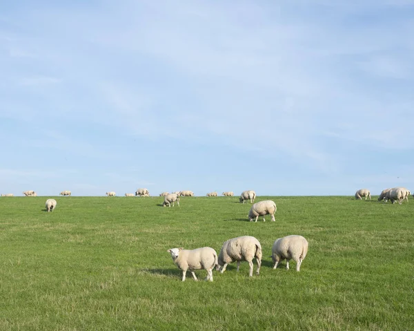 Owce na trawie Dyke pod błękitne niebo w Holandii — Zdjęcie stockowe