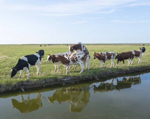 Jonge stier mounts koe in weide nabij Dijk in het noorden van friesl — Stockfoto