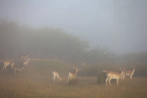 Damherten in Morning mist — Stockfoto