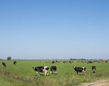 netherl groningen düz ülkede siyah ve beyaz inekler