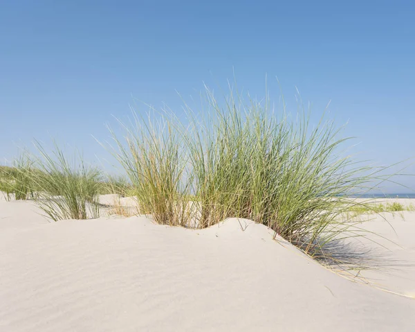 Hierba de marram o caña de arena sobre arena de duna con sombras de summ — Foto de Stock