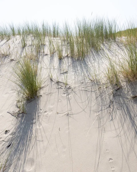 Helmgras of zand riet op zand van duin met schaduwen van lachen — Stockfoto