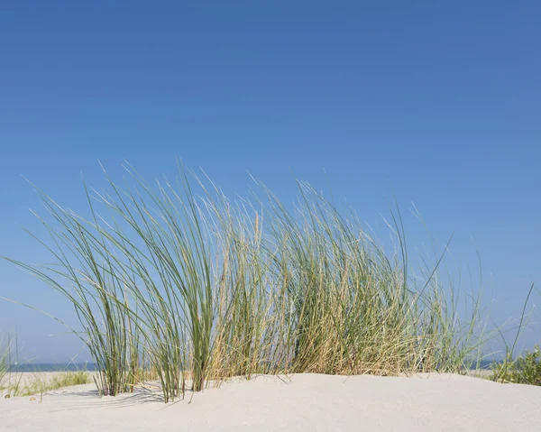 Grama de marram ou cana de areia em areia de duna com sombras da soma — Fotografia de Stock