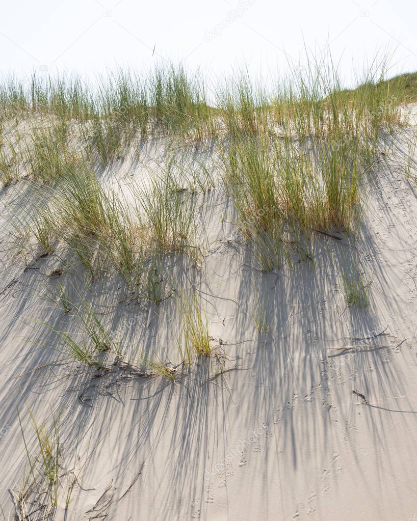 marram grass or sand reed on sand of dune with shadows from summ