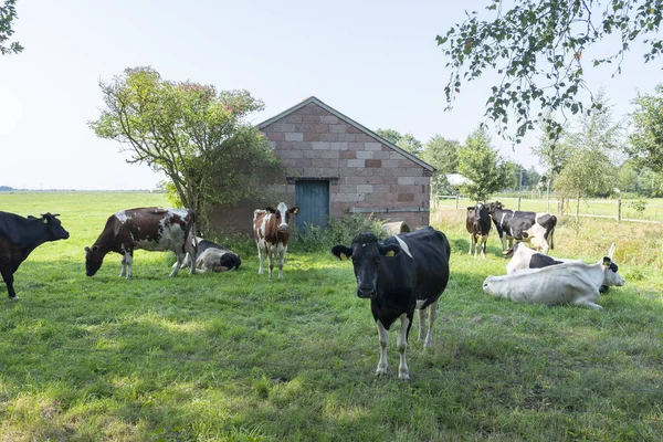Vacas blancas y negras en el prado entre aurich y leer en la parte inferior —  Fotos de Stock