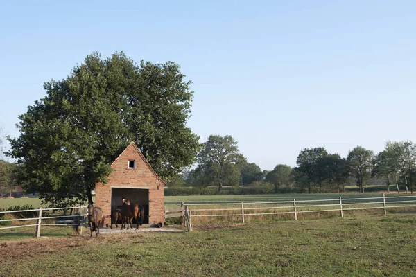 Caballos en el campo cerca de cobertizo en el paisaje de verano saxony inferior —  Fotos de Stock