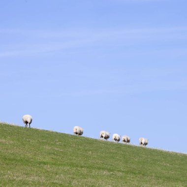 friesl Hollanda ilinde mavi gökyüzüne karşı çim dyke üzerinde koyun