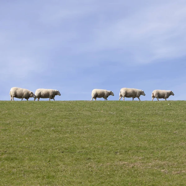 프리즐의 네덜란드 지방에서 푸른 하늘에 잔디 제방에 양 — 스톡 사진