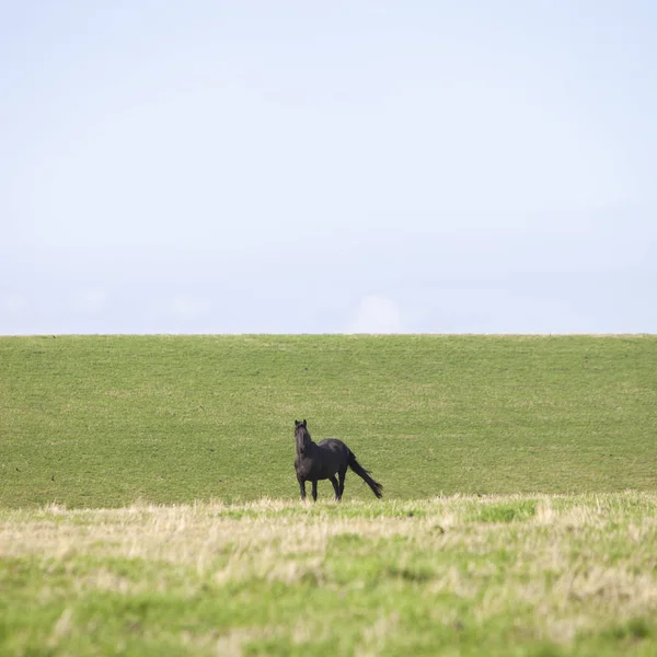 Häst på gräs fördämning i Norden av Nederländerna — Stockfoto