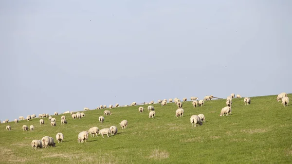 Owce na trawie Dyke przeciwko błękitne niebo w holenderskiej prowincji friesl — Zdjęcie stockowe