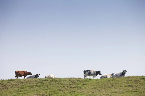 Cows on grass dyke in dutch province of friesland — стокове фото
