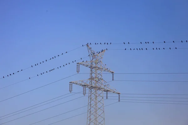 Aves em fio de eletricidade perto de pilão de metal contra o céu azul — Fotografia de Stock