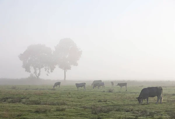 Cows in misty meadow with trees in northern germany — Stock Photo, Image