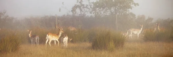 Braak lieve in Morning mist op het platteland van Nedersaksen in ge — Stockfoto