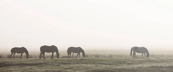 Silhuetas de quatro cavalos na névoa da manhã no campo alemão — Fotografia de Stock