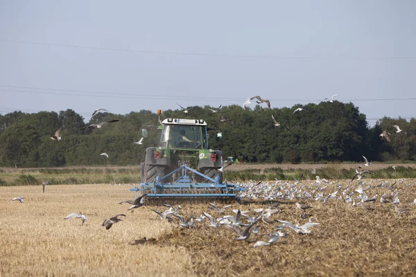 Agricultor com campo de arados trator no final do verão no campo de — Fotografia de Stock