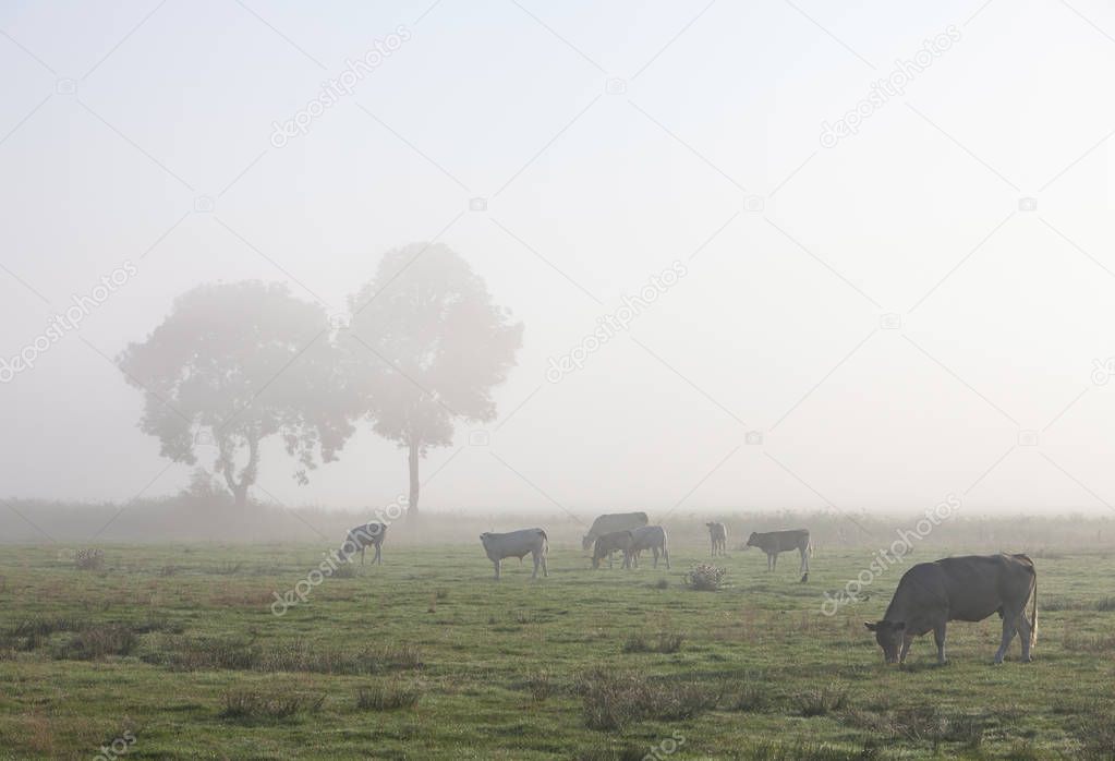 cows in misty meadow with trees in northern germany