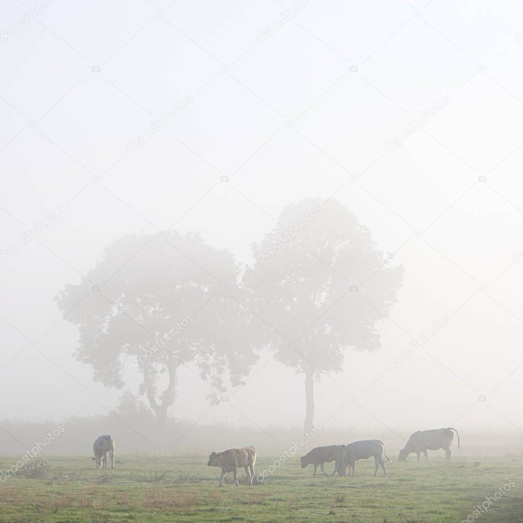 cows in misty meadow with trees in northern germany