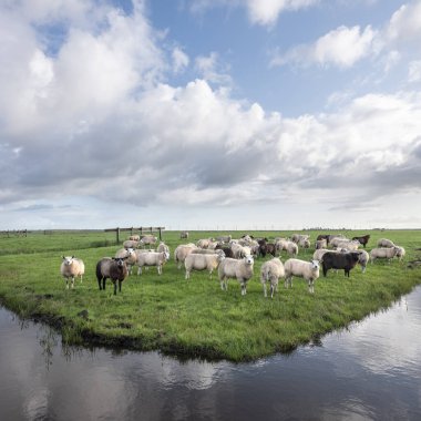 Koyun sürüsü yeşil çimenli çayırlarda, kanalın arkasında refleksli.