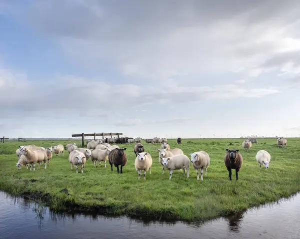 Rebaño de ovejas en prado verde herboso detrás del canal con reflecti — Foto de Stock
