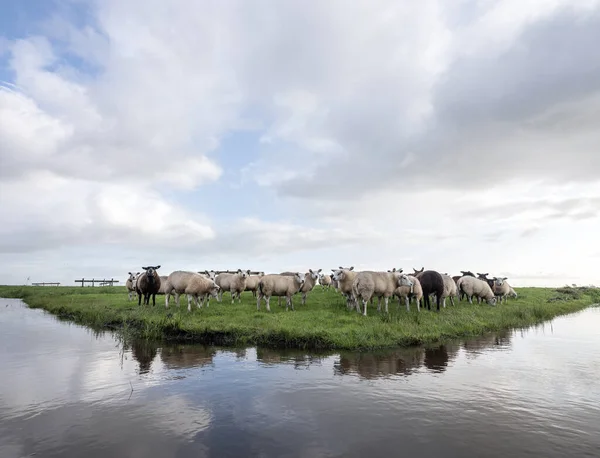 Stado owiec w zielonej trawiastej łące za kanałem z reflecti — Zdjęcie stockowe