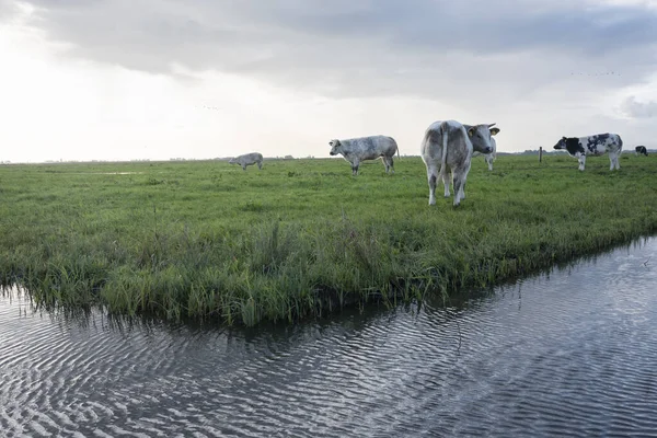 Krowy wołowe na zielonej trawiastej łące w pobliżu amersfoort w dolnej części — Zdjęcie stockowe