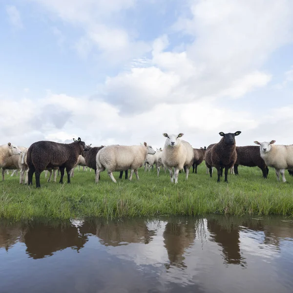 Flock of sheep in green grassy meadow behind canal with reflecti — Stock Photo, Image