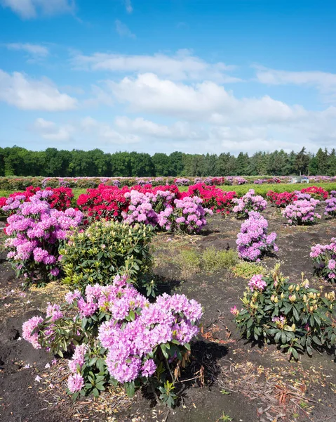 Rododendron arbustes en pépinière sur ensoleillé jour de printemps ubder ciel bleu près de la forêt — Photo