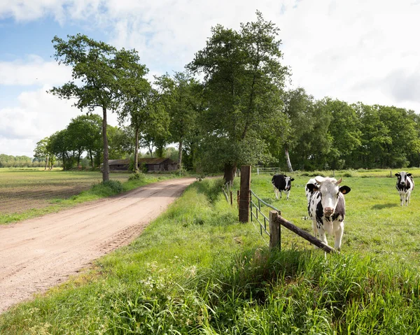 Vacas con cuernos en el prado verde entre Ede y Lunteren en los Países Bajos —  Fotos de Stock