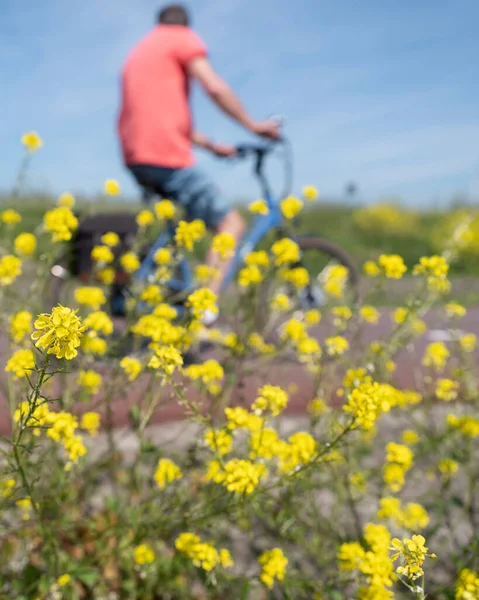 Man passes spring flowers under blue sky in dutch summer landscape — Stock Photo, Image