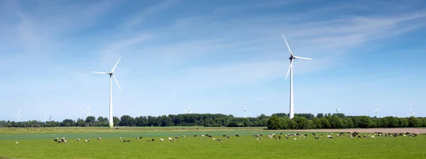Пятнистые коровы и ветряные турбины в голландской провинции Флеволанд под голубым небом весной — стоковое фото