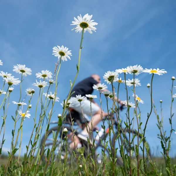 Man passeert lente bloemen onder blauwe hemel in nederlandse zomer landschap — Stockfoto