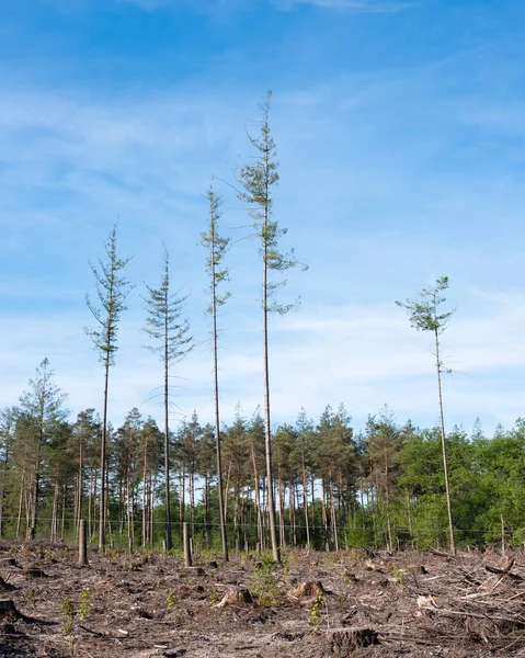 Cementerio natural cerca de Elspeet en parte veluwe de los Países Bajos —  Fotos de Stock