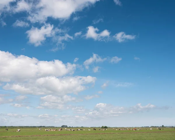 Paisaje con vacas en pradera y cielo azul al norte de Amsterdam en Holanda —  Fotos de Stock